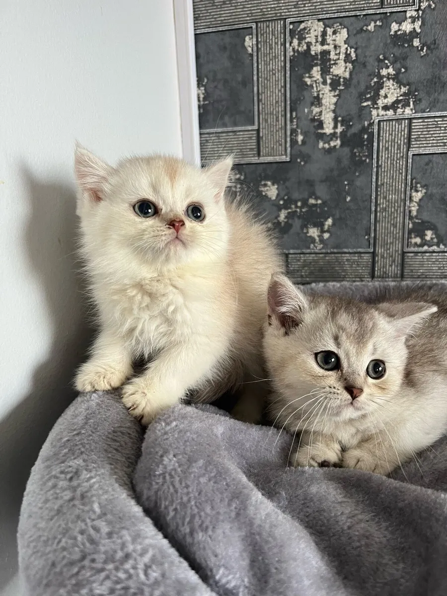 Scottish straight and fold kittens - Image 3