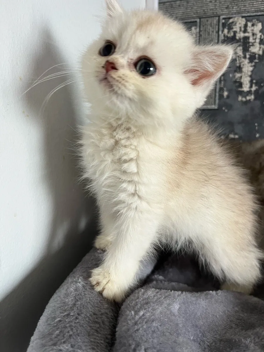 Scottish straight and fold kittens - Image 4