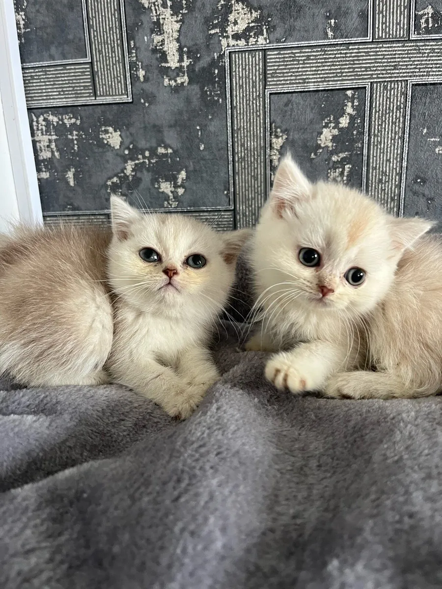 Scottish straight and fold kittens - Image 1