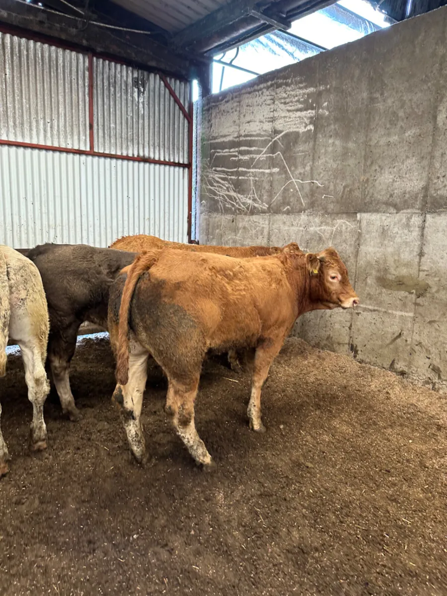 Charolais and lim bullocks - Image 1