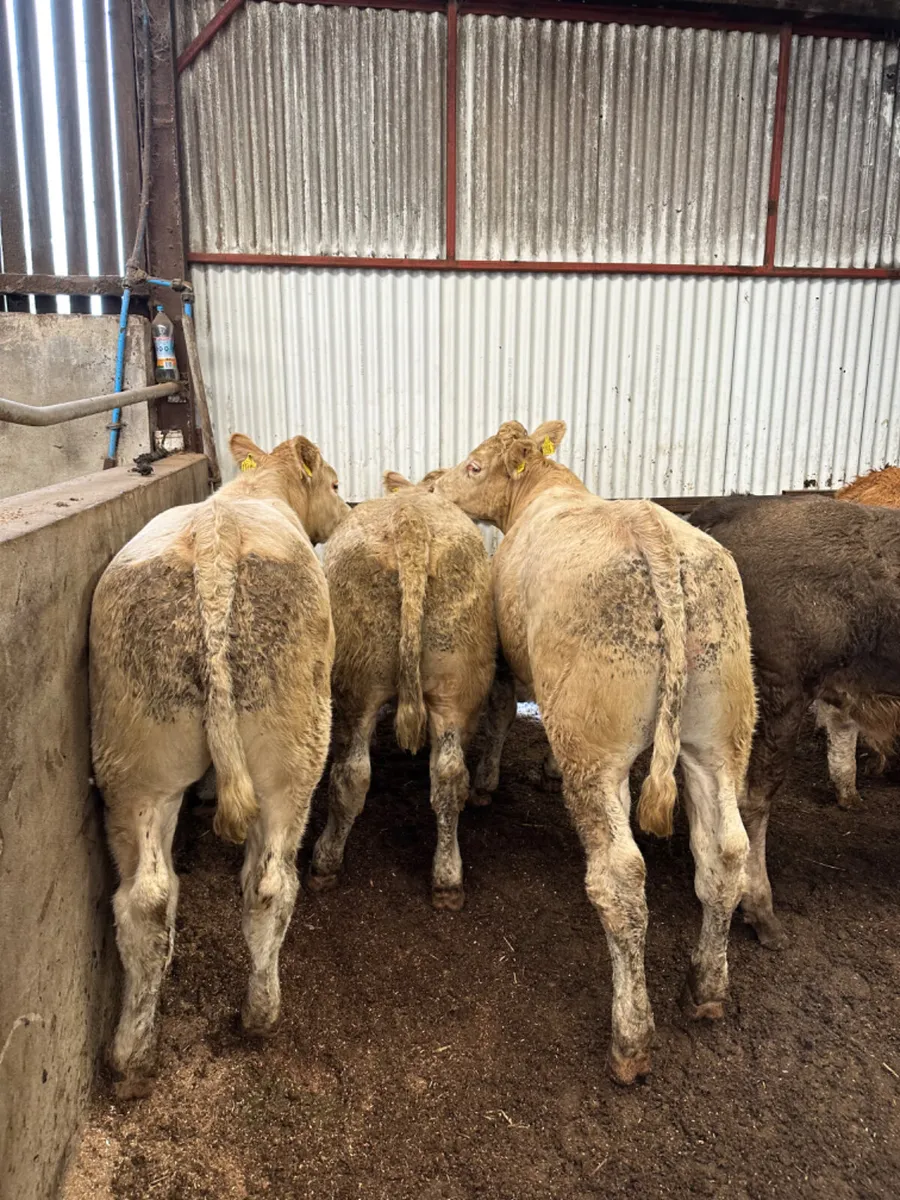 Charolais and lim bullocks - Image 2