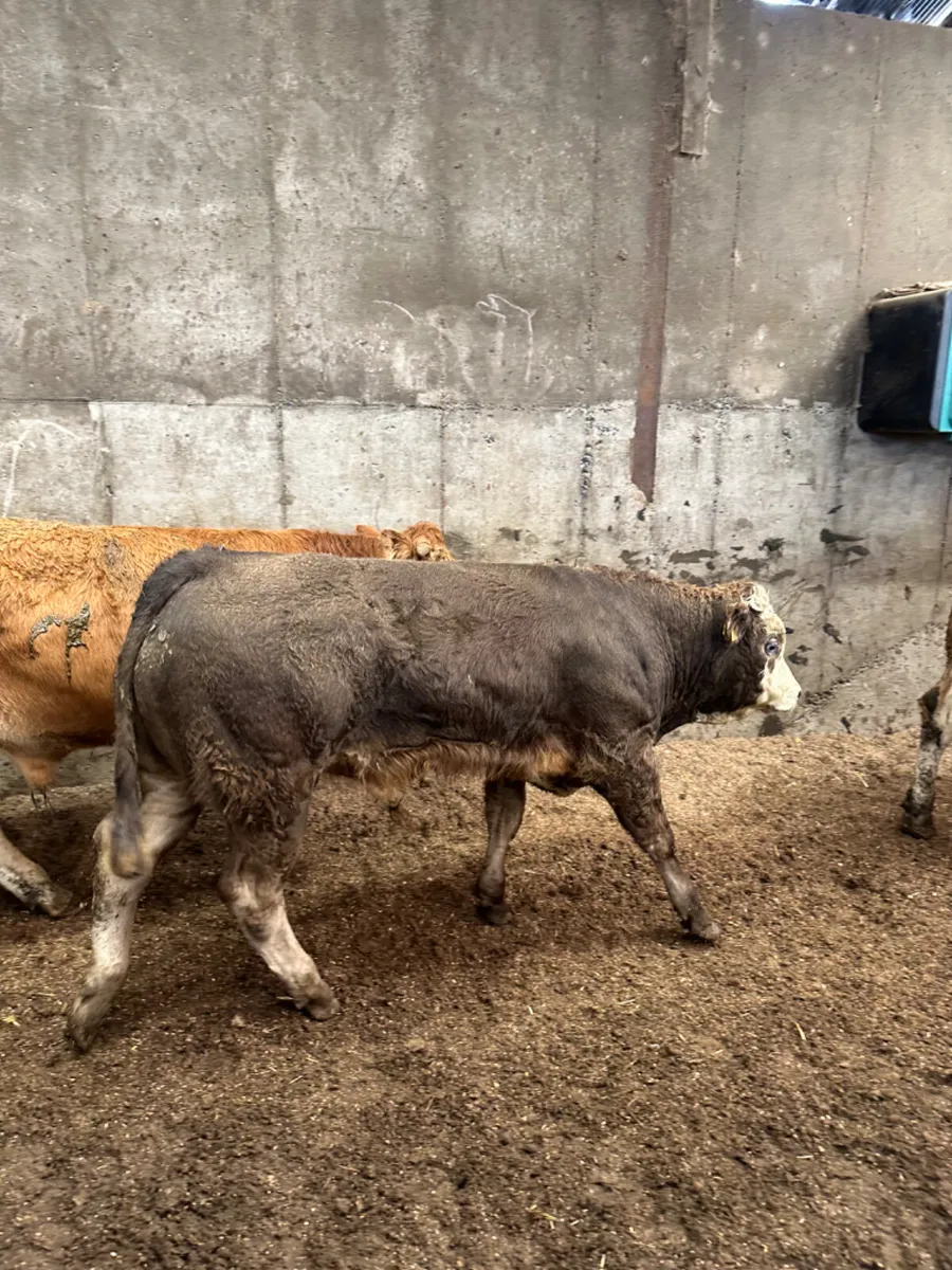 Charolais and lim bullocks - Image 3