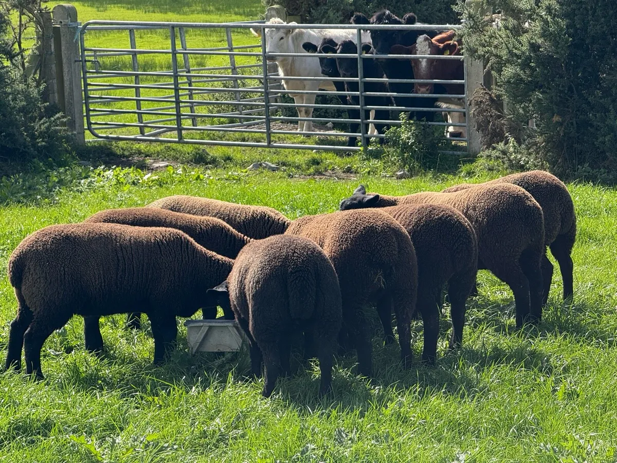 For Sale – Spotted Dutch Cheviot Cross Hoggets - Image 1