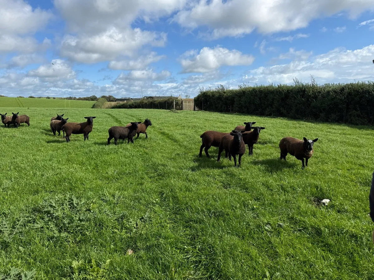 For Sale – Spotted Dutch Cheviot Cross Hoggets - Image 2