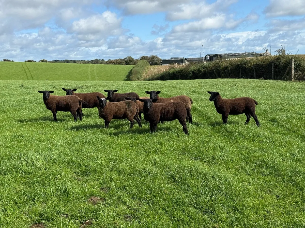 For Sale – Spotted Dutch Cheviot Cross Hoggets - Image 3