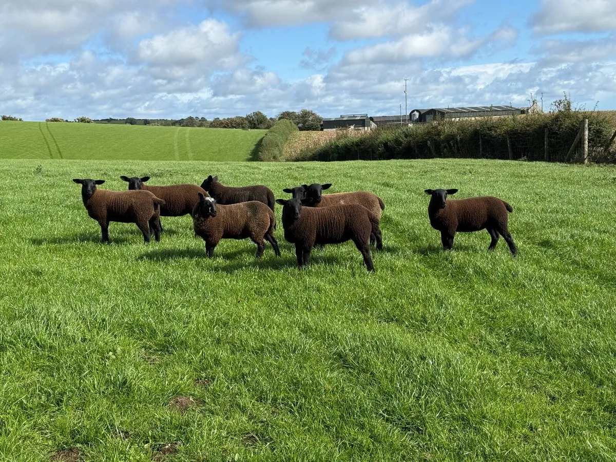 For Sale – Spotted Dutch Cheviot Cross Hoggets - Image 4