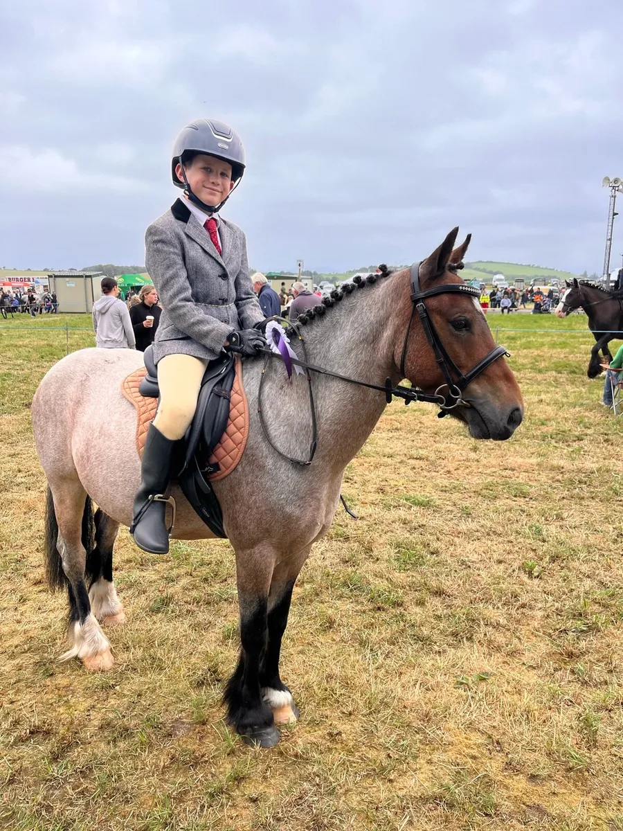 12hh super beginner pony - Image 1