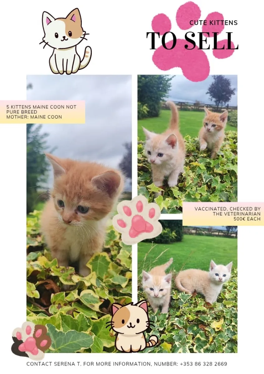 5 Adorable Fluffy Kittens - Image 2