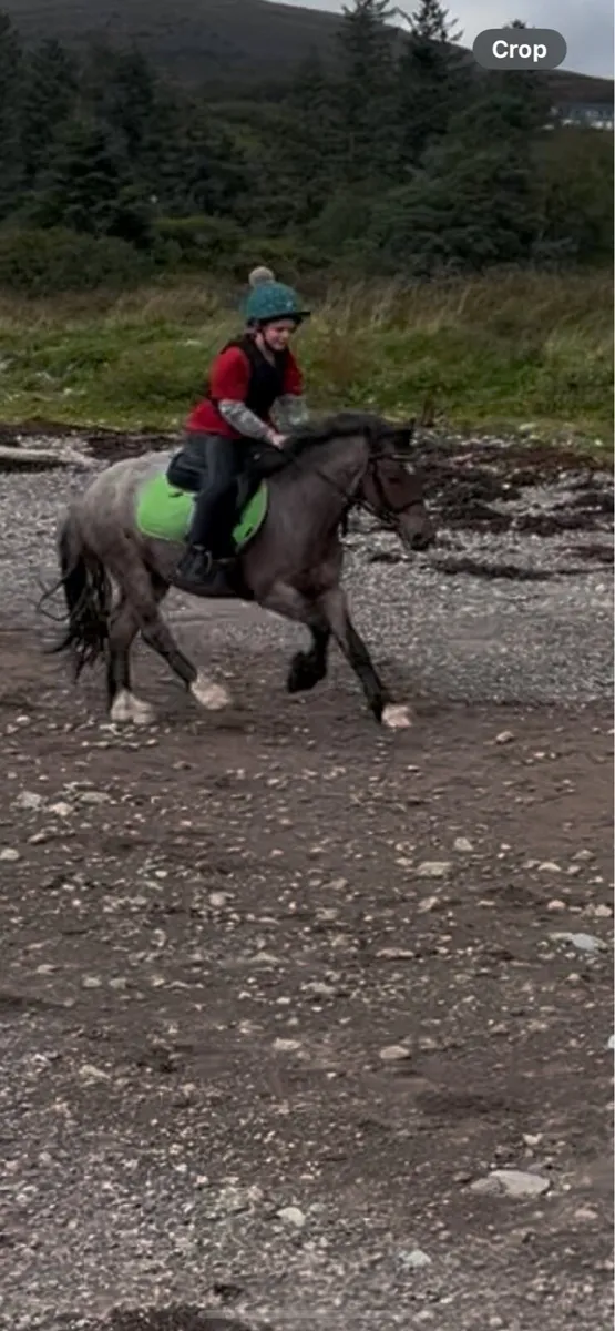 12hh super beginner pony - Image 2
