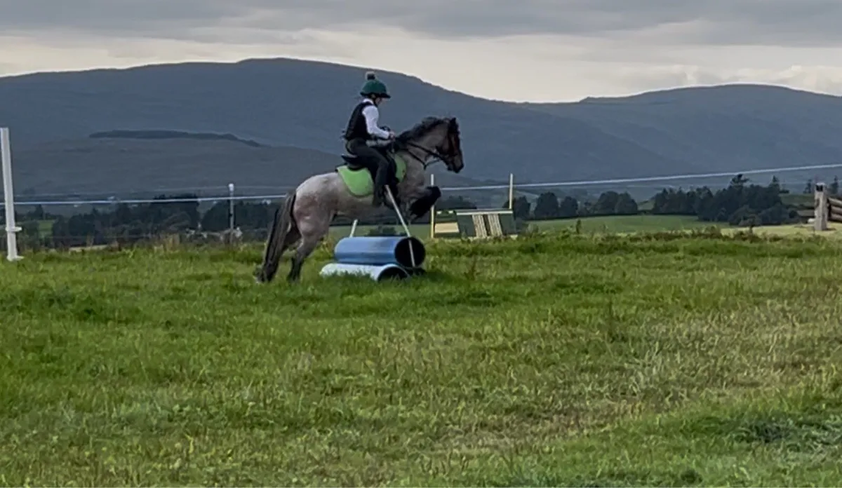 12hh super beginner pony - Image 3
