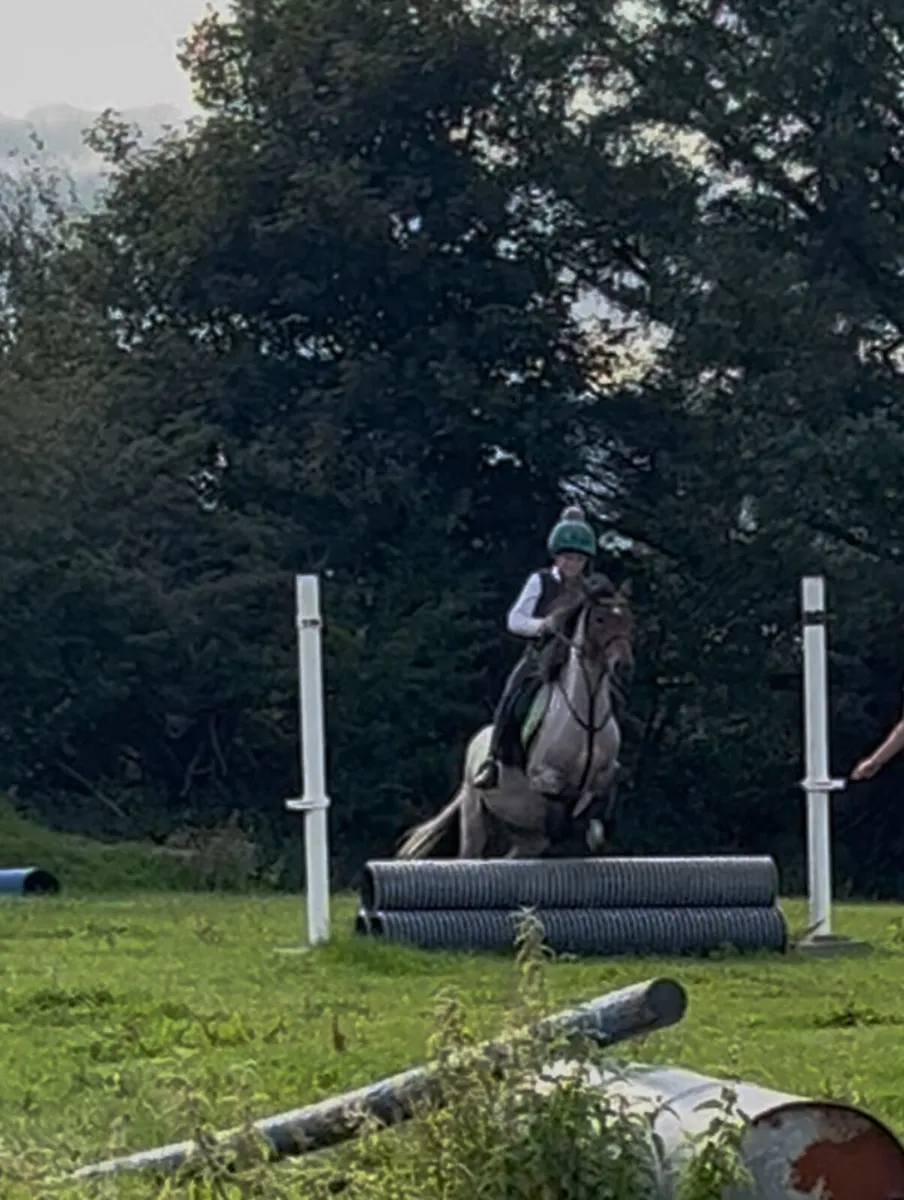 12hh super beginner pony - Image 4