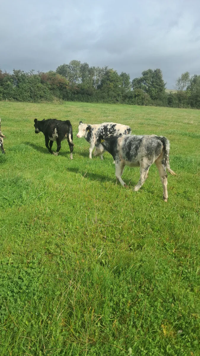 Belgium blue heifers - Image 2