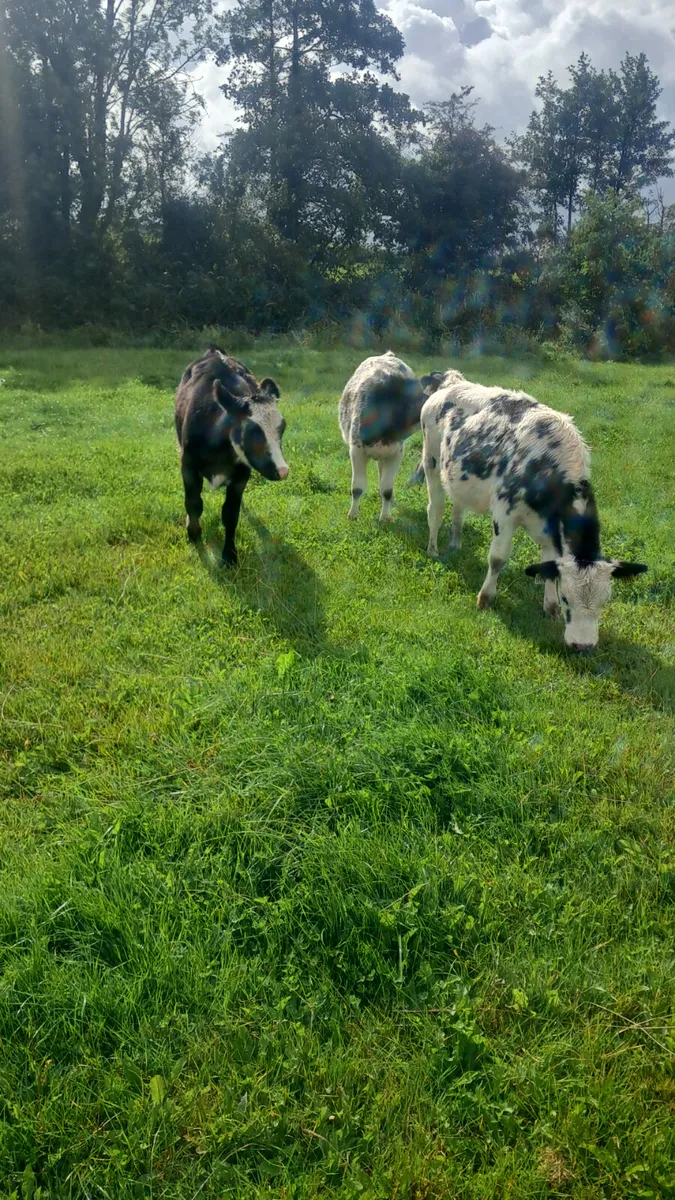 Belgium blue heifers - Image 3