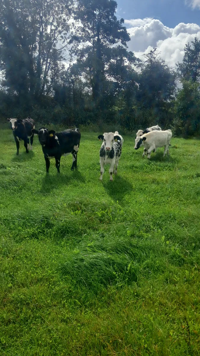 Belgium blue heifers - Image 4