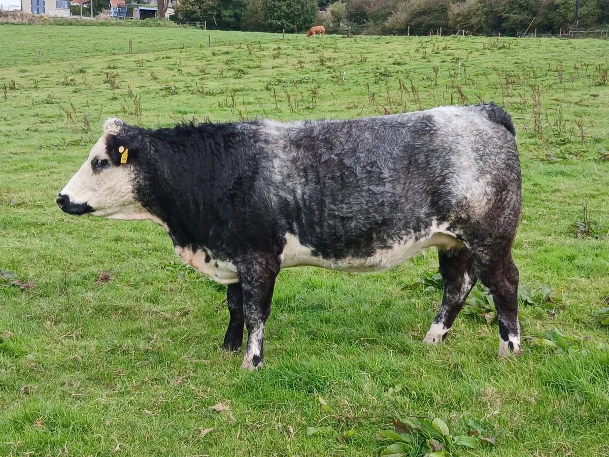 IN CALF GORT MART 18th SEPTEMBER - Image 2