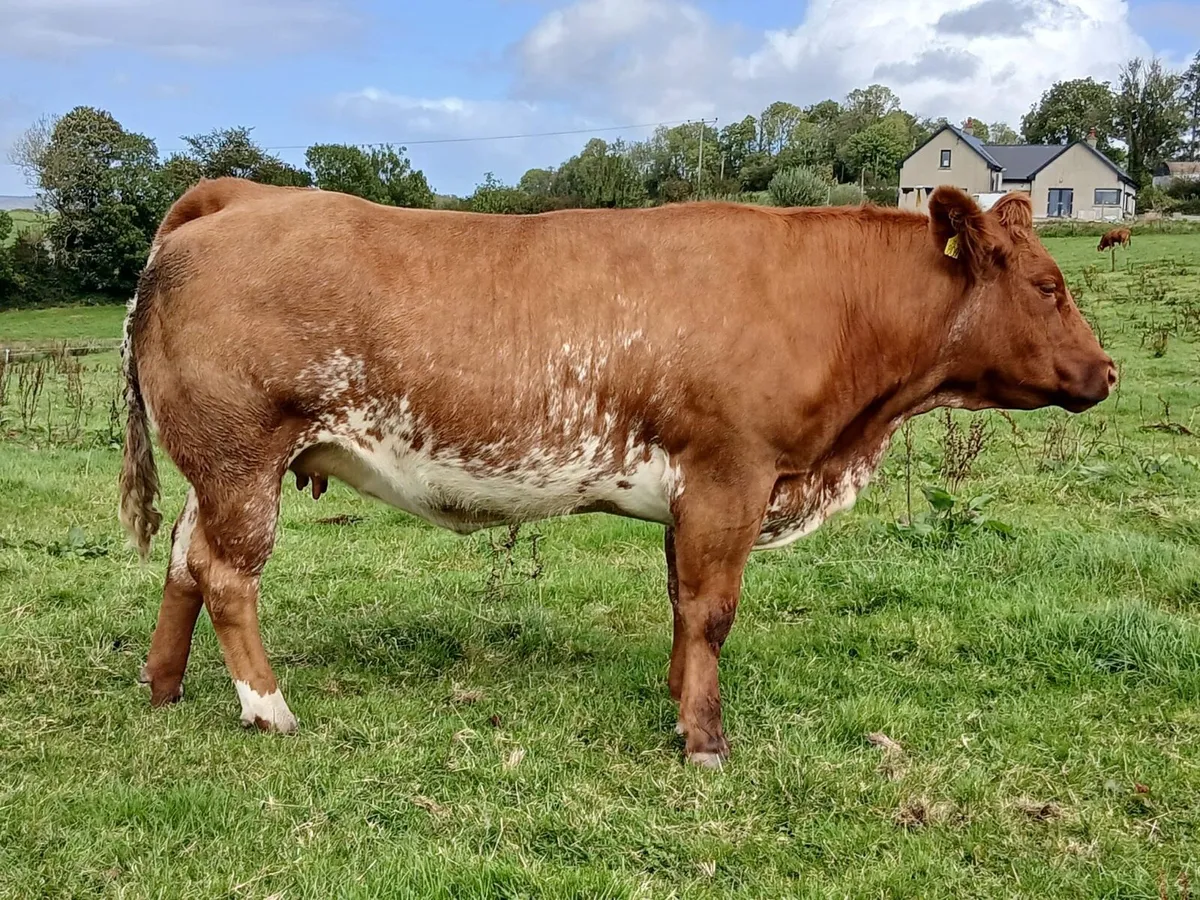 IN CALF GORT MART 18th SEPTEMBER - Image 4