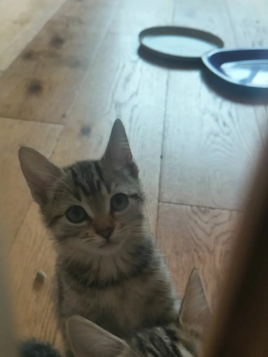 Gorgeous 10 week old kittens looking for good home - Image 2
