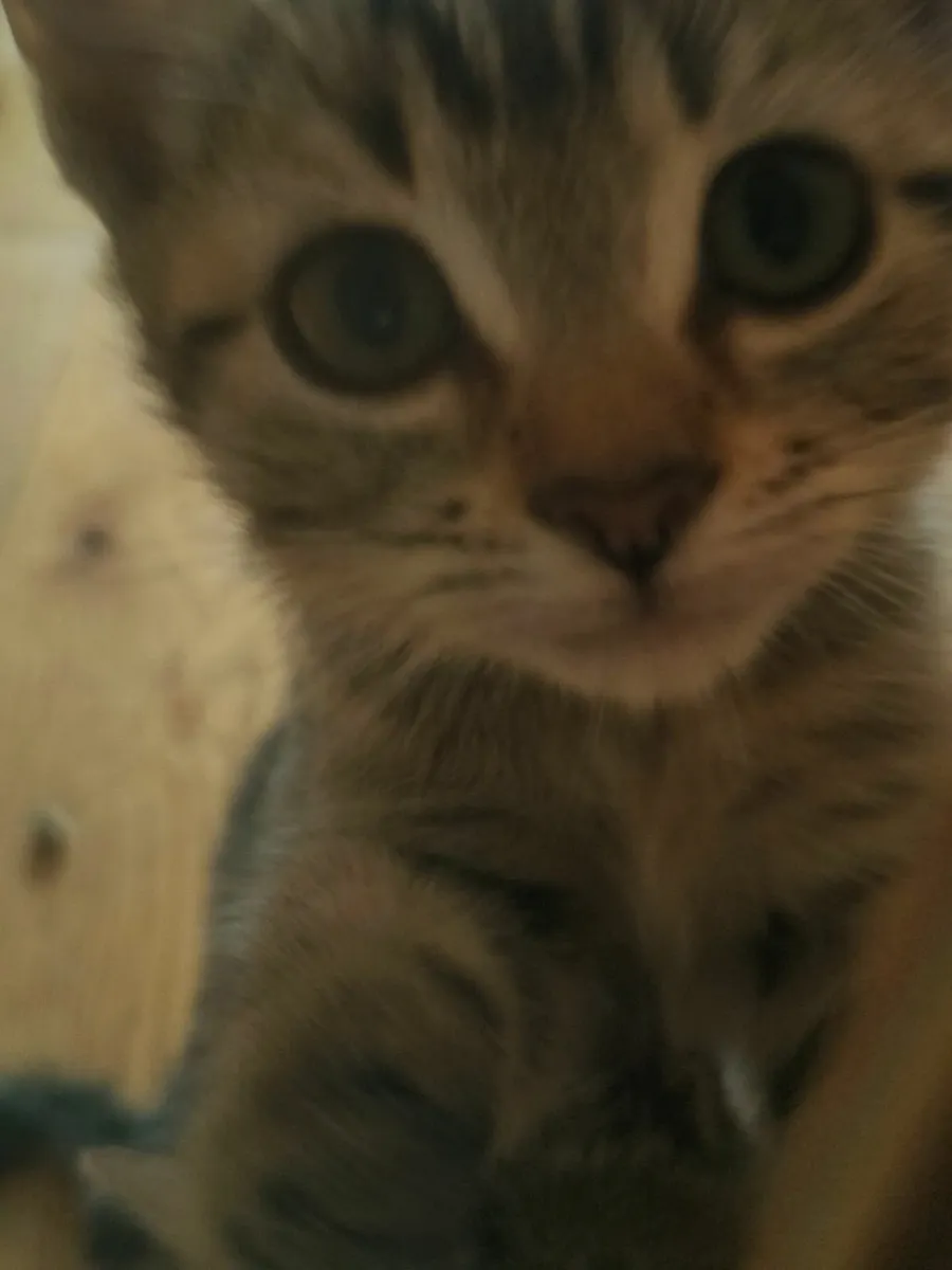Gorgeous 10 week old kittens looking for good home - Image 3