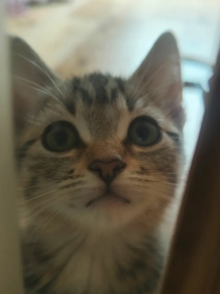 Gorgeous 10 week old kittens looking for good home - Image 4