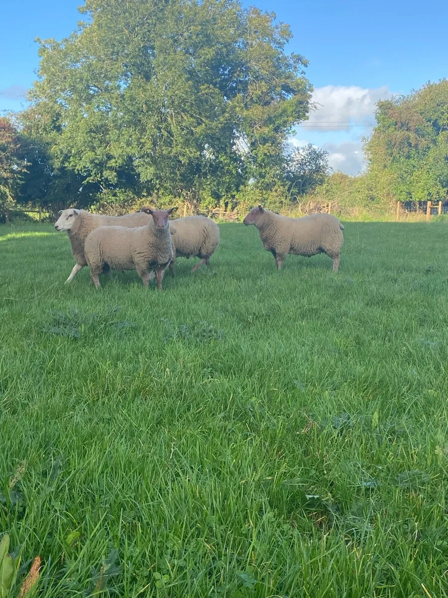 PBR Rouge and Belclare Rams - Image 1