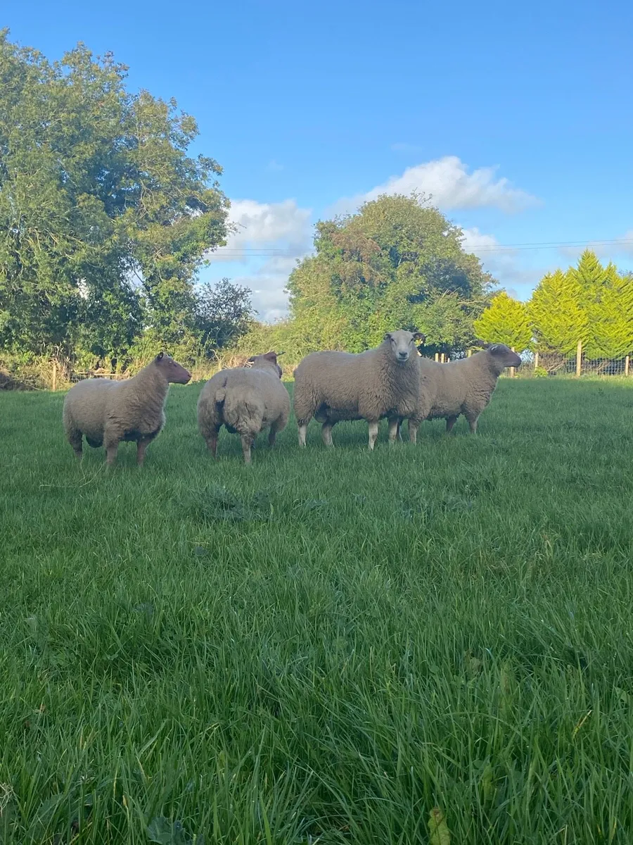 PBR Rouge and Belclare Rams - Image 2
