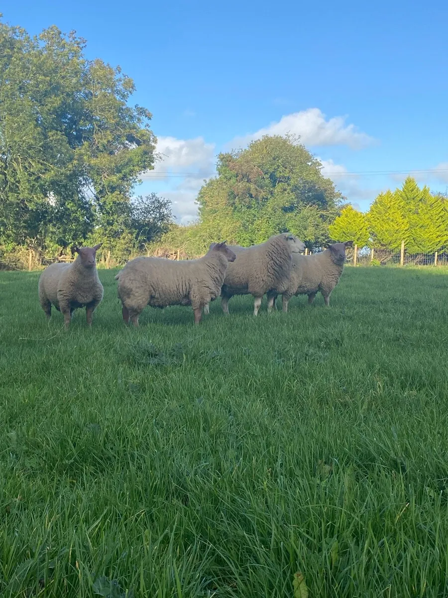 PBR Rouge and Belclare Rams - Image 3