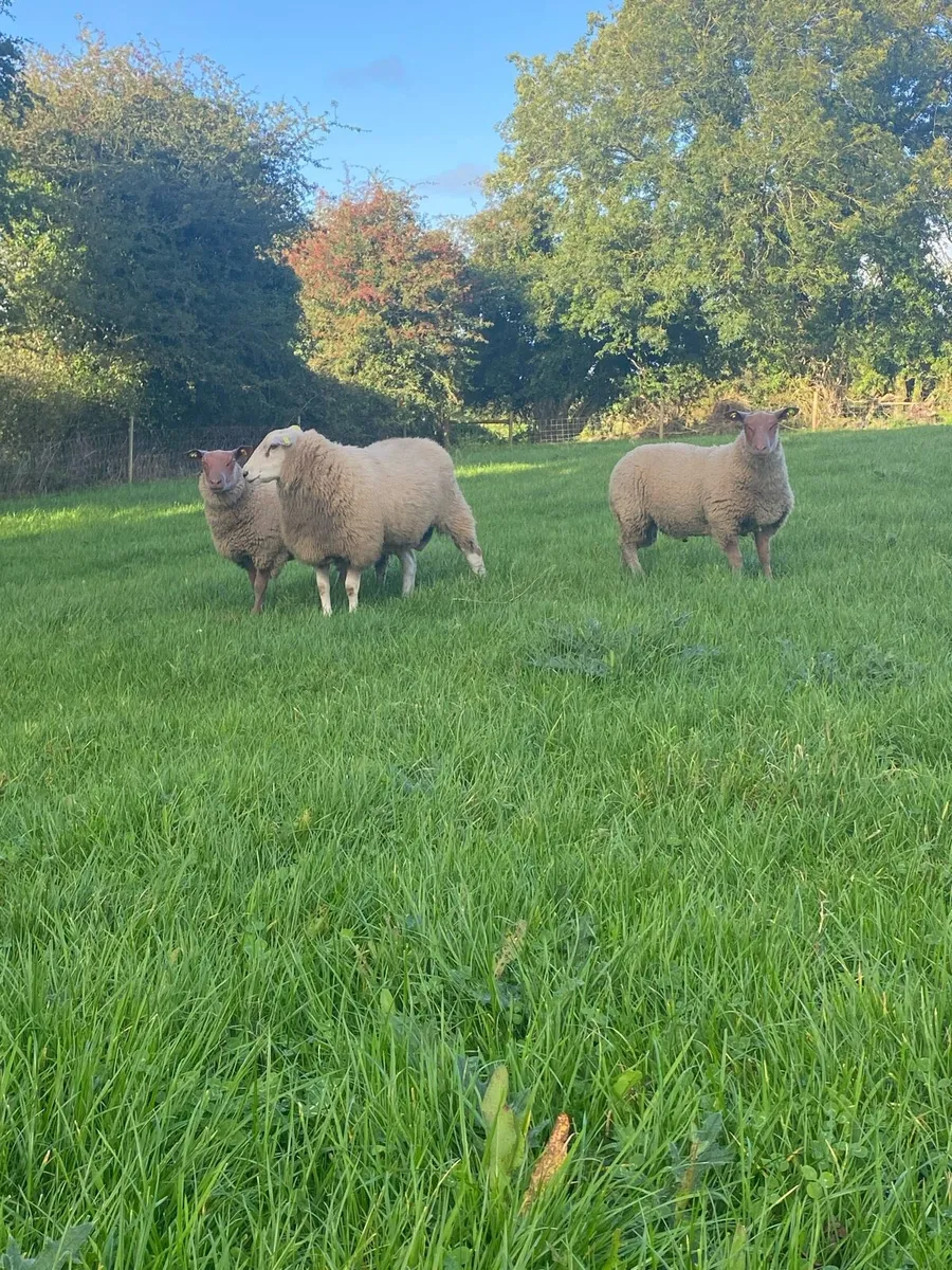 PBR Rouge and Belclare Rams - Image 4