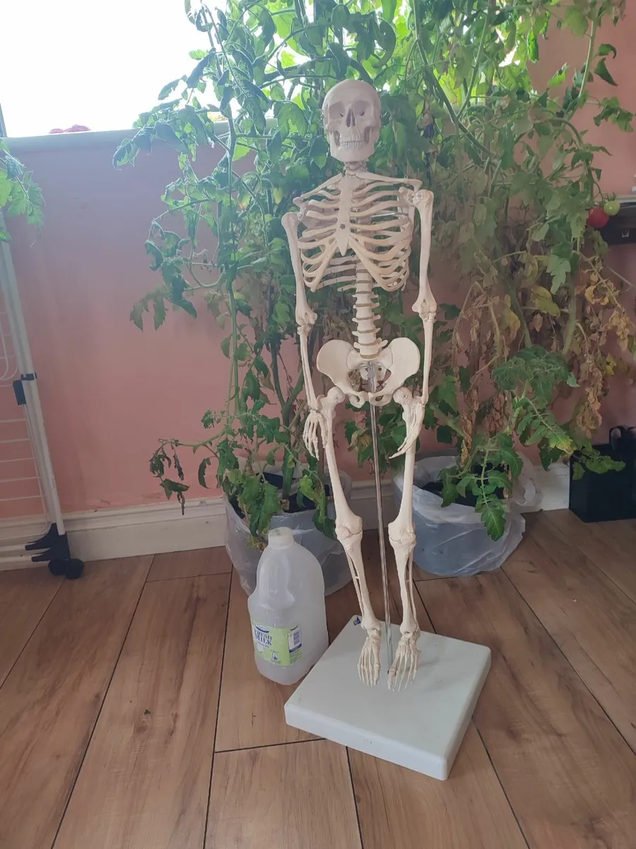 Skeleton for demonstration