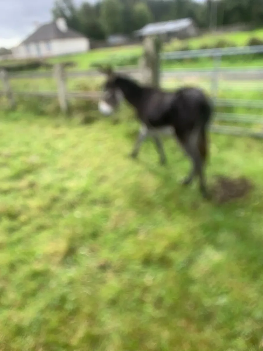 Donkeys - Image 2
