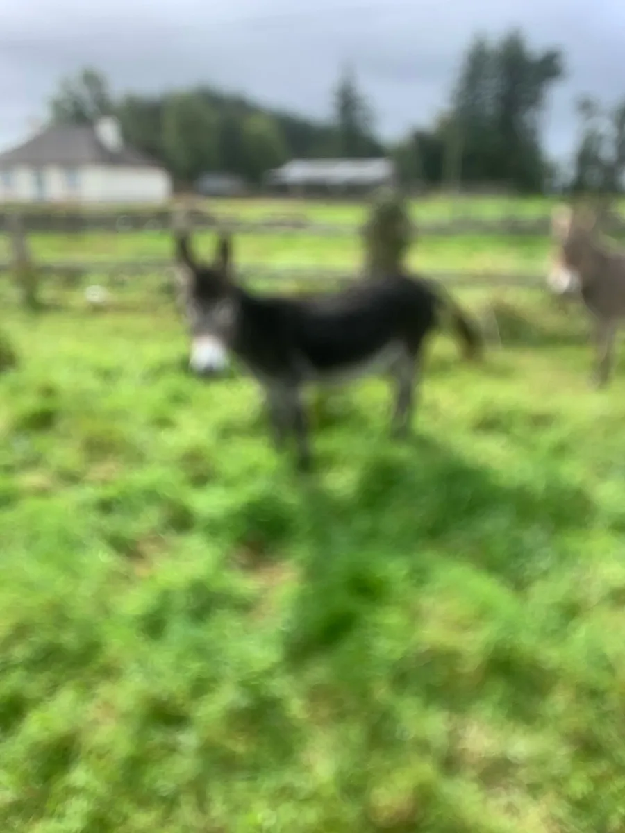 Donkeys - Image 3