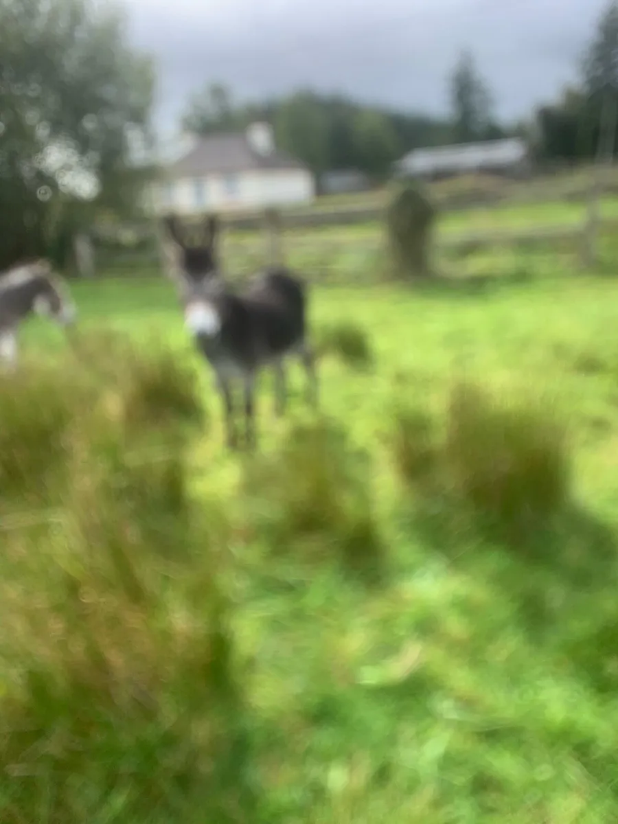Donkeys - Image 1