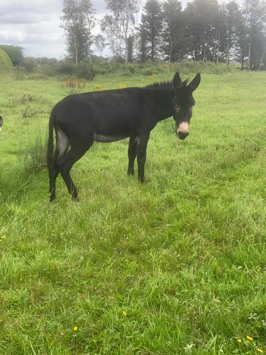Donkeys - Image 4