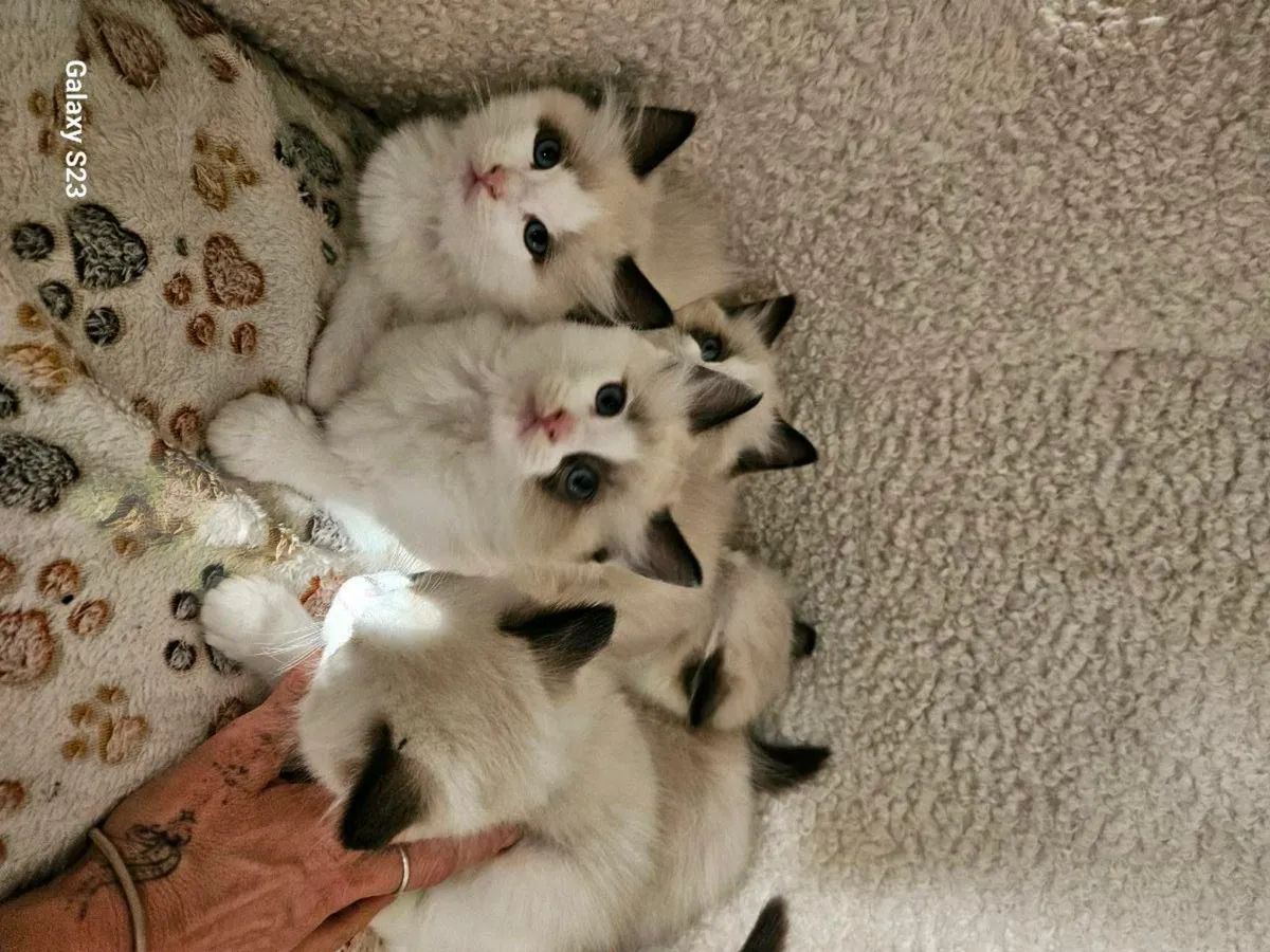 Ragdolls kittens - Image 2