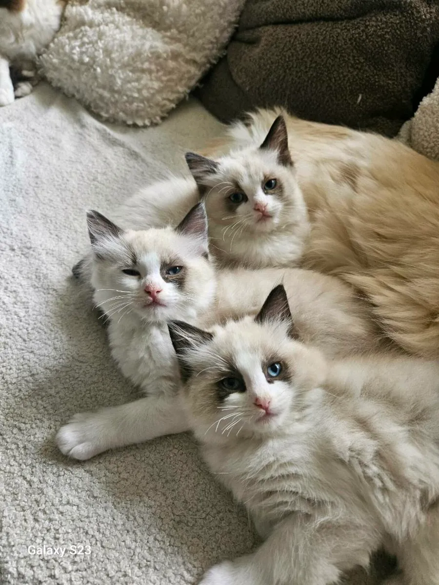 Ragdolls kittens - Image 1