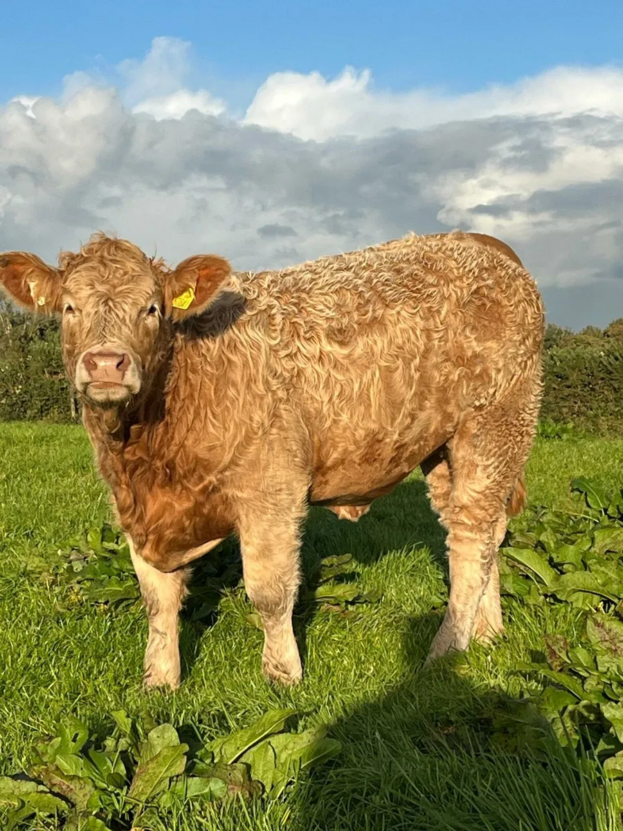 Weaning Heifers - Image 1