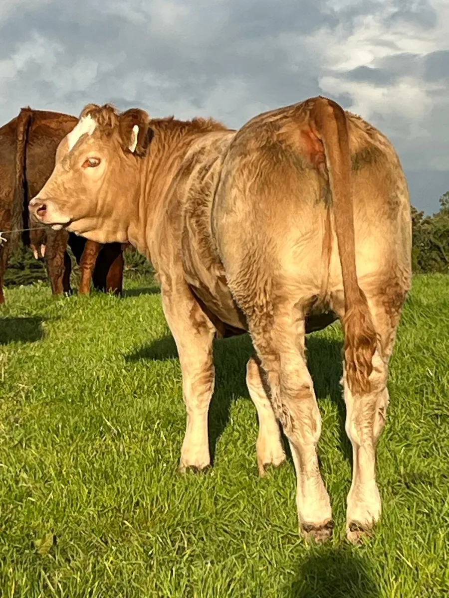 Weaning Heifers - Image 2