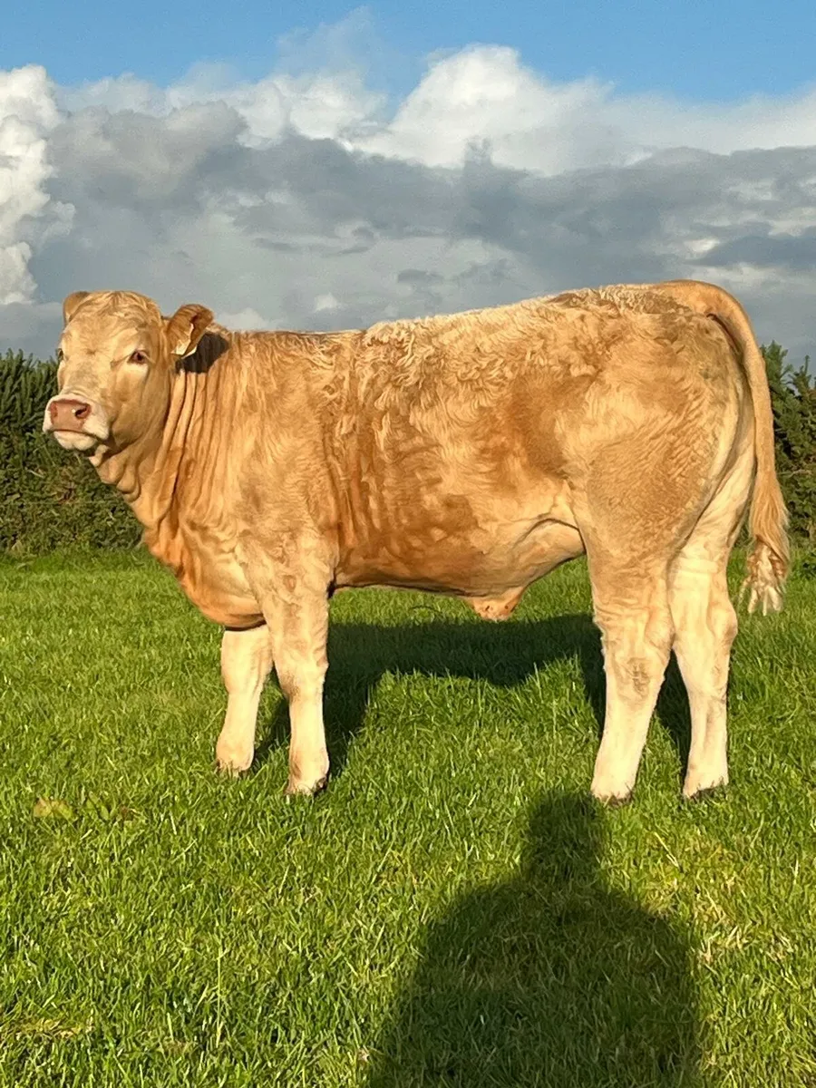 Weaning Heifers - Image 3