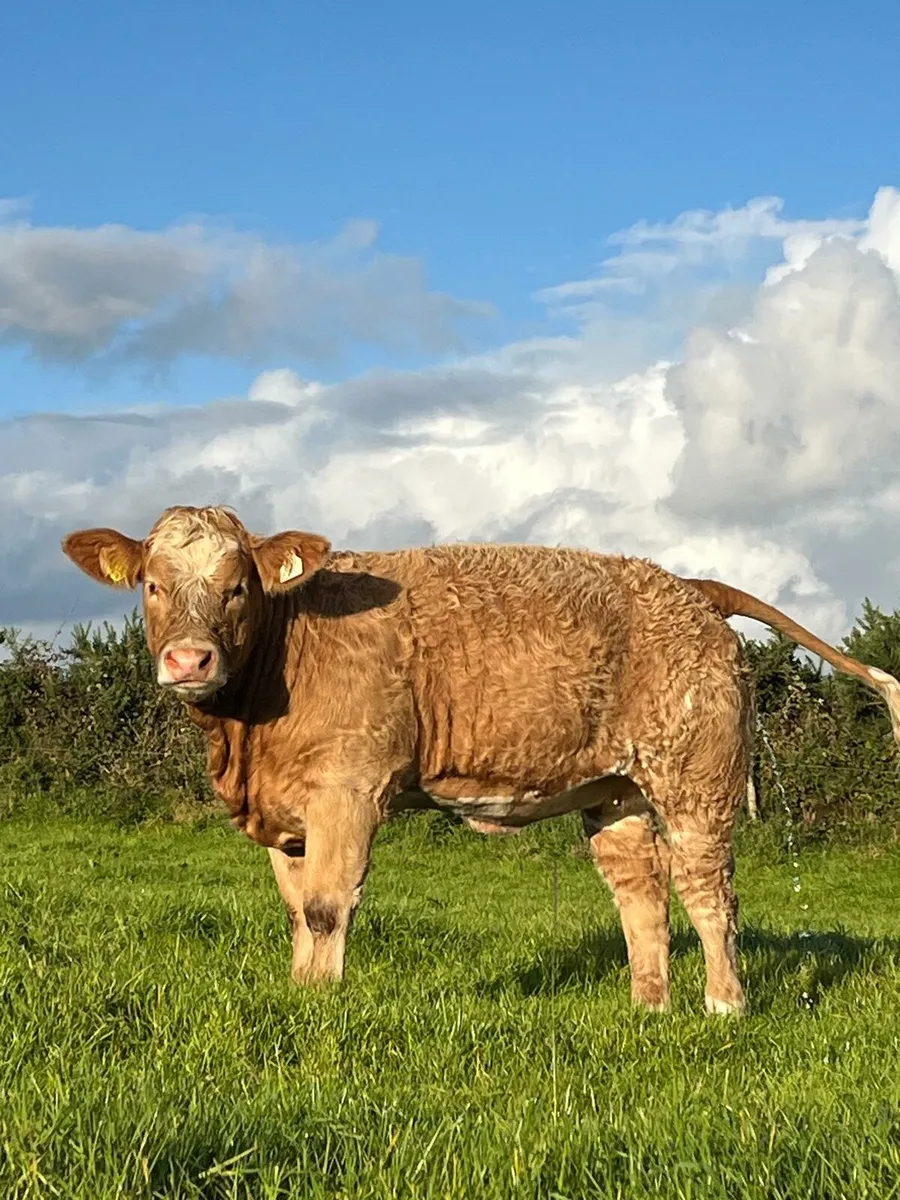 Weaning Heifers - Image 4