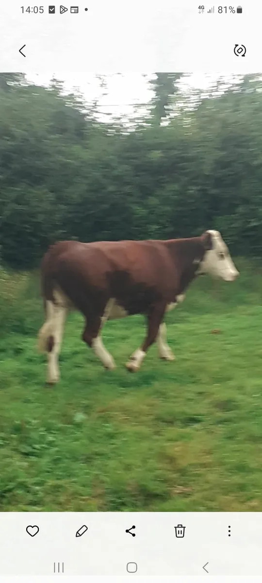 Super breeding heifer - Image 1
