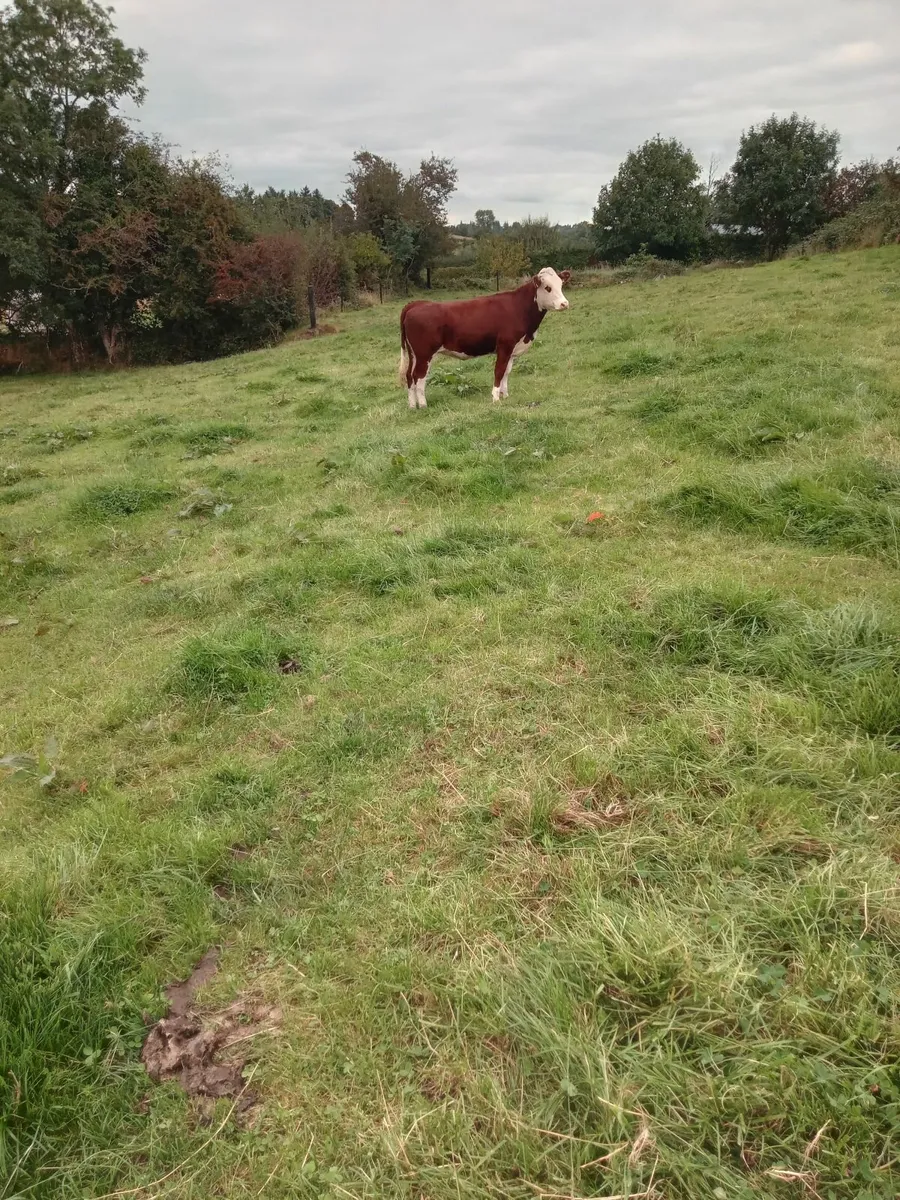 Super breeding heifer - Image 2