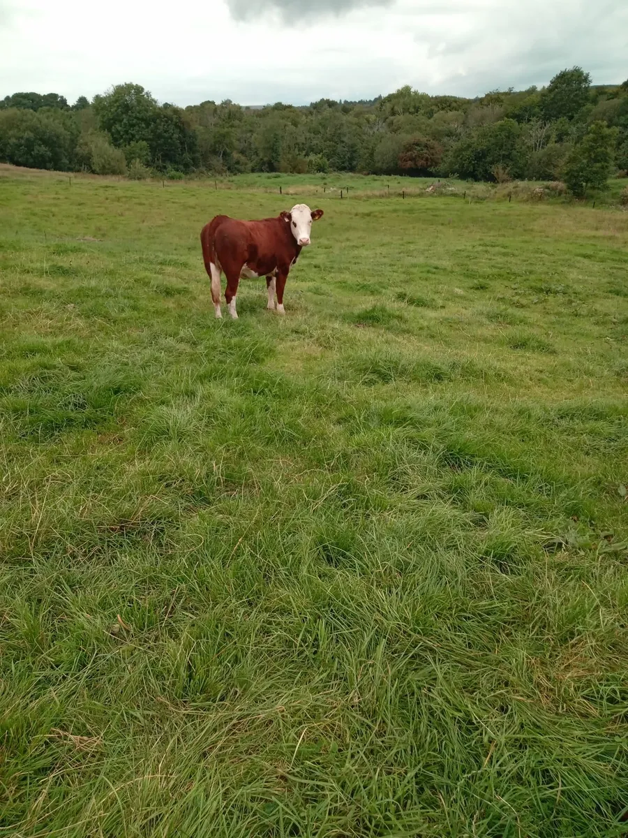 Super breeding heifer - Image 3