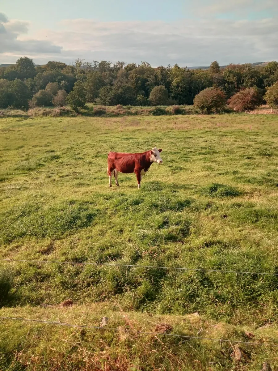 Super breeding heifer - Image 4