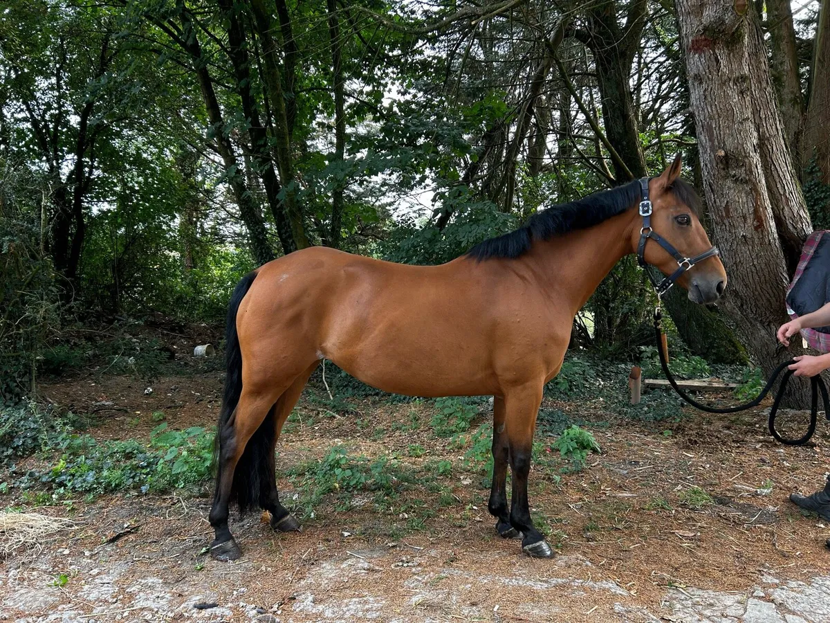 15h pony - Image 1