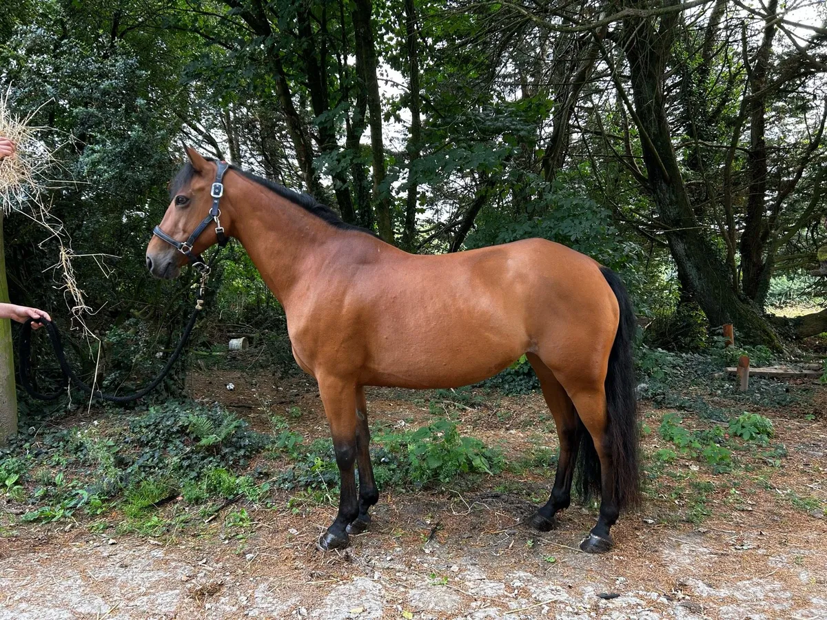 15h pony - Image 2