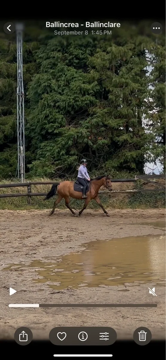 15h pony - Image 3