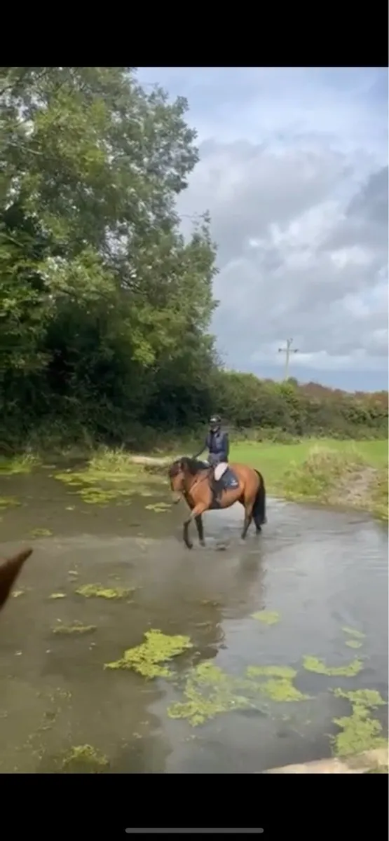 15h pony - Image 4
