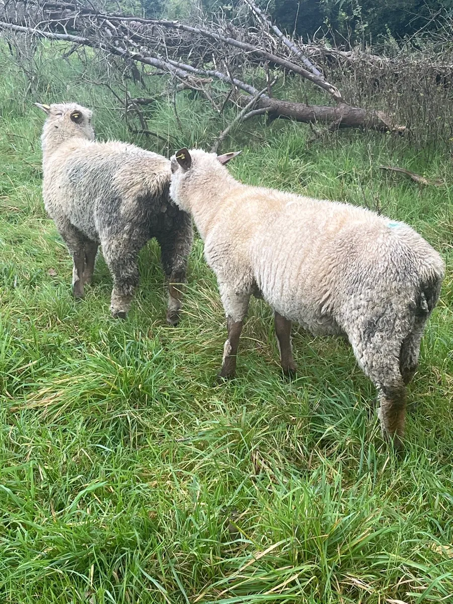 Sheep - Image 1