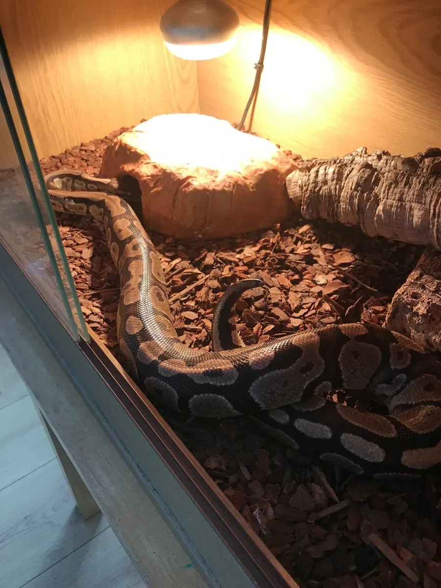 Ball Python - Image 2
