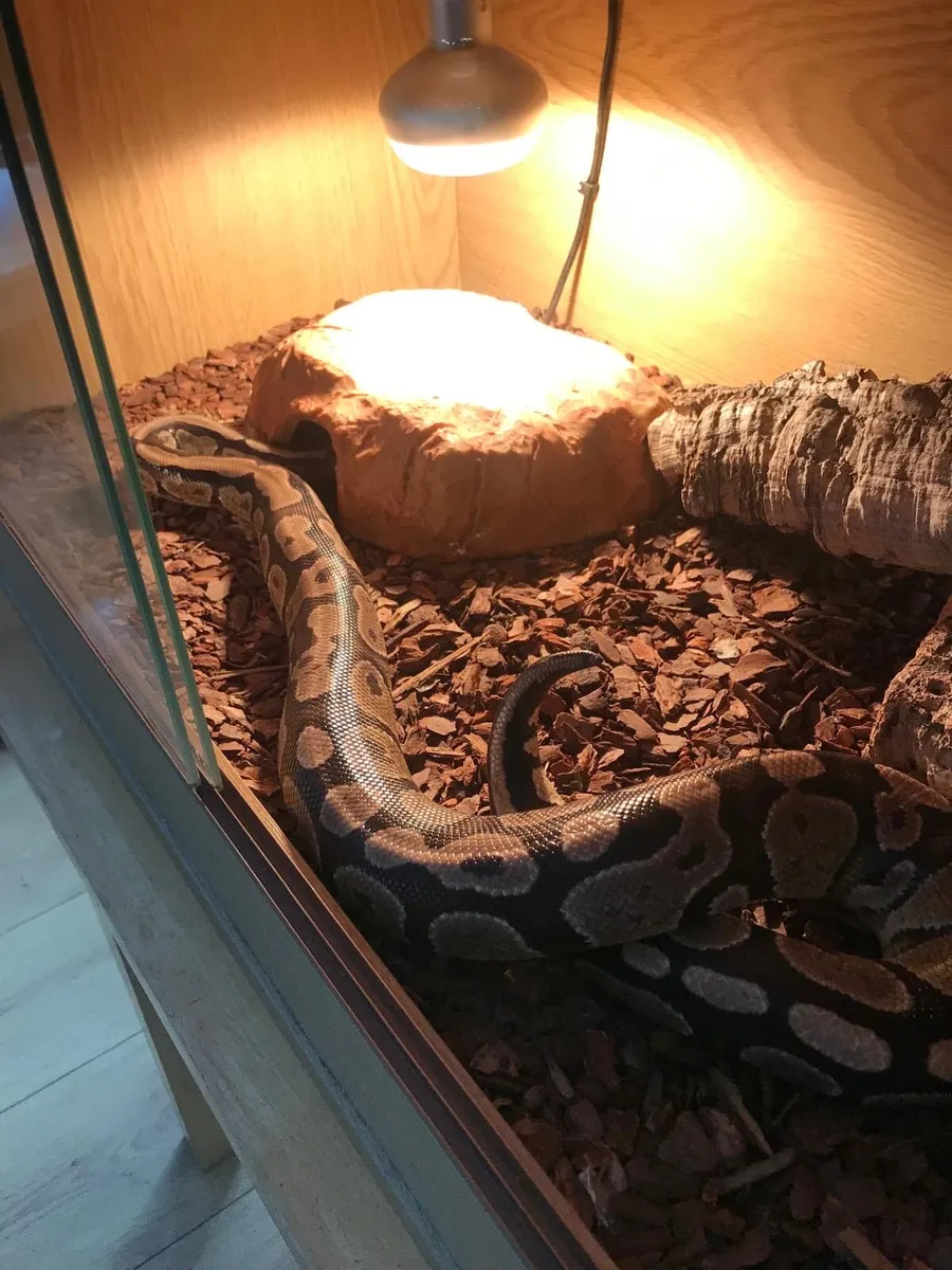 Ball Python - Image 3