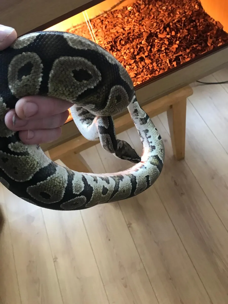 Ball Python - Image 4